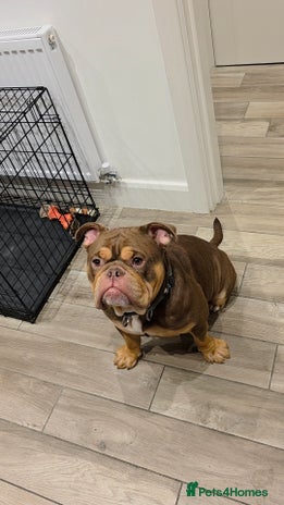 Mixed Breed dogs Olde English Bulldog - Advert 1