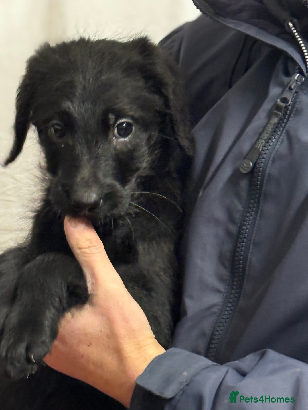 Labradoodle dogs for sale: F1 standard labradoodles  - Advert 11