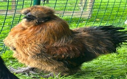 Chickens poultry for sale: Two beautiful silky males - Image 4