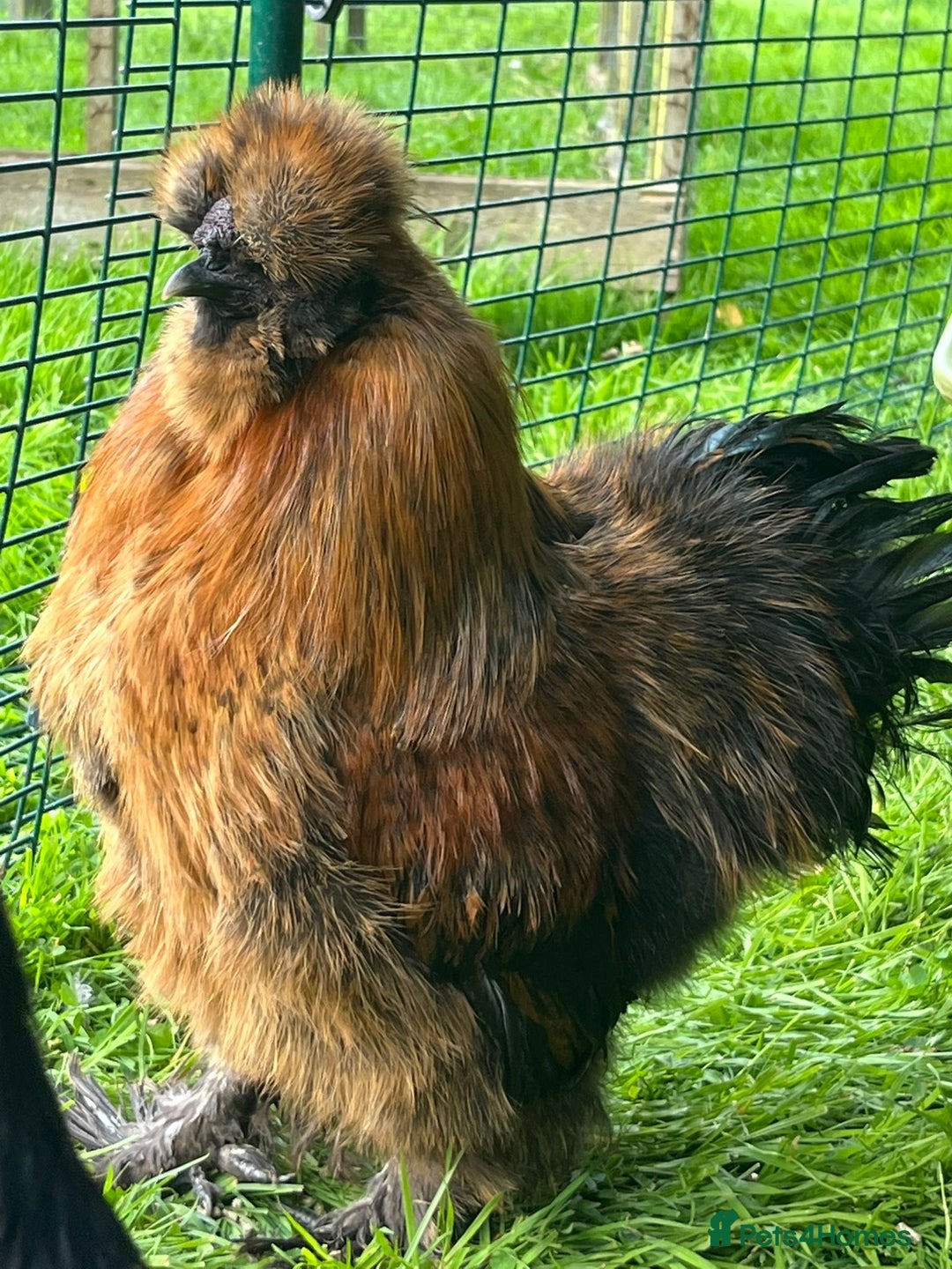 Chickens poultry for sale: Two beautiful silky males - Image 4