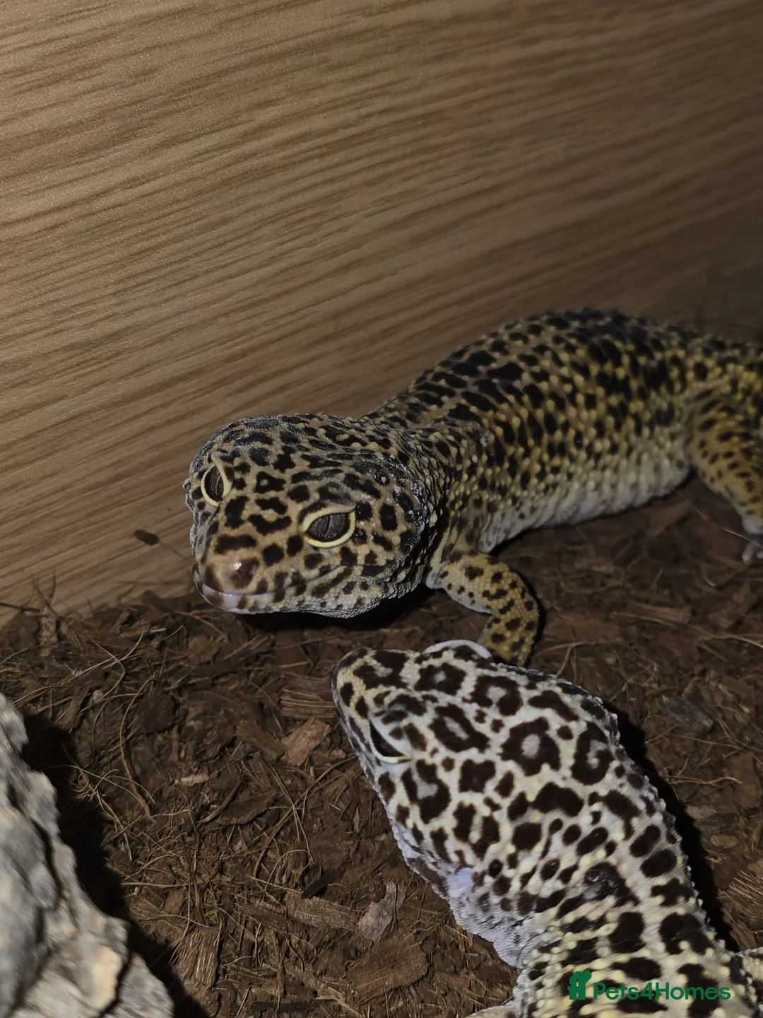 Leopard Gecko reptiles for sale: 2 leopard geckos and full setup - Advert 2