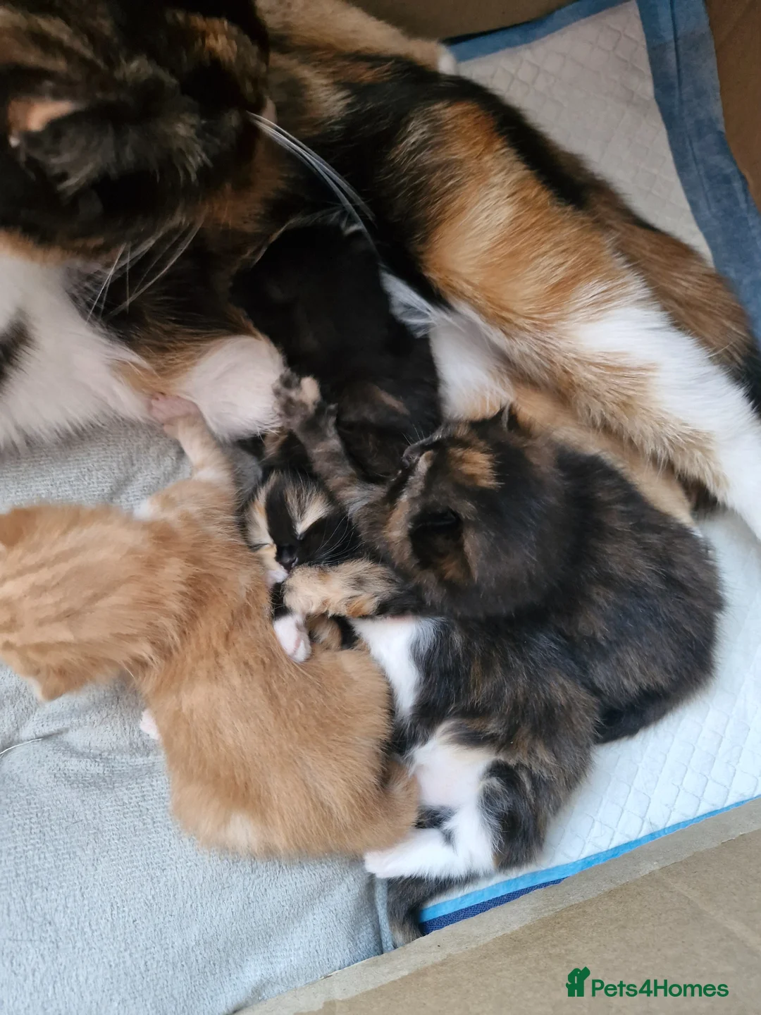 Mixed Breed cats for sale: little kittens are looking for a new home in Boston - Advert 7