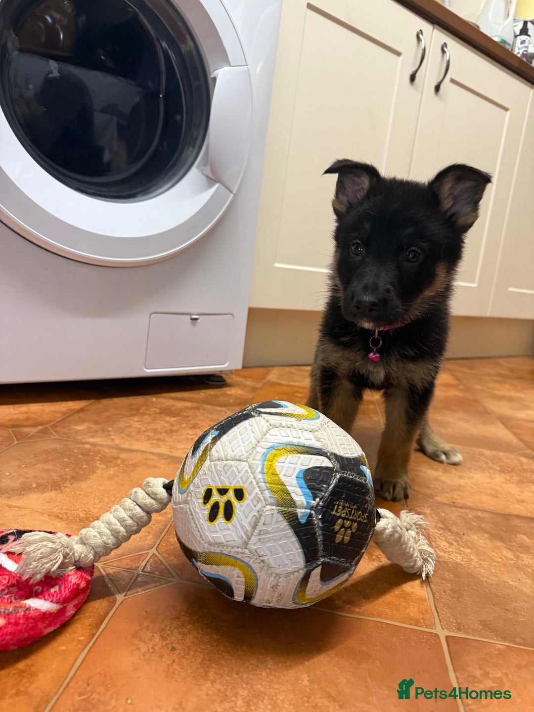 German Shepherd dogs for sale: KC Registered & Bred From Health Tested Parents  - Advert 4