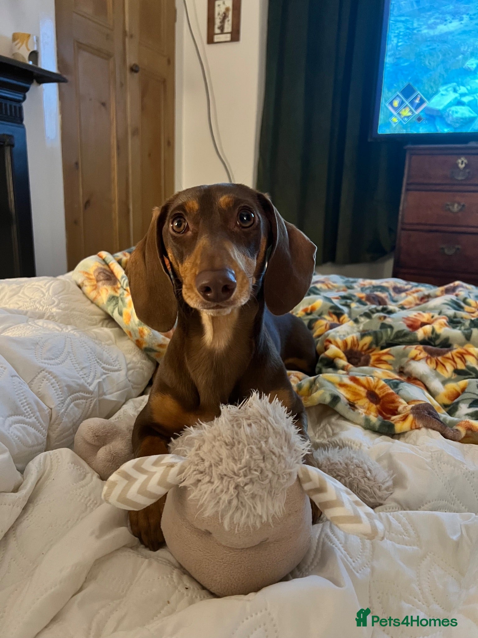 Dachshund dogs Alma 2 Year Old Spayed Female - Advert 15