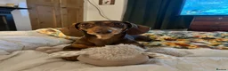 Dachshund dogs for sale: Alma 2 Year Old Spayed Female - Advert 1