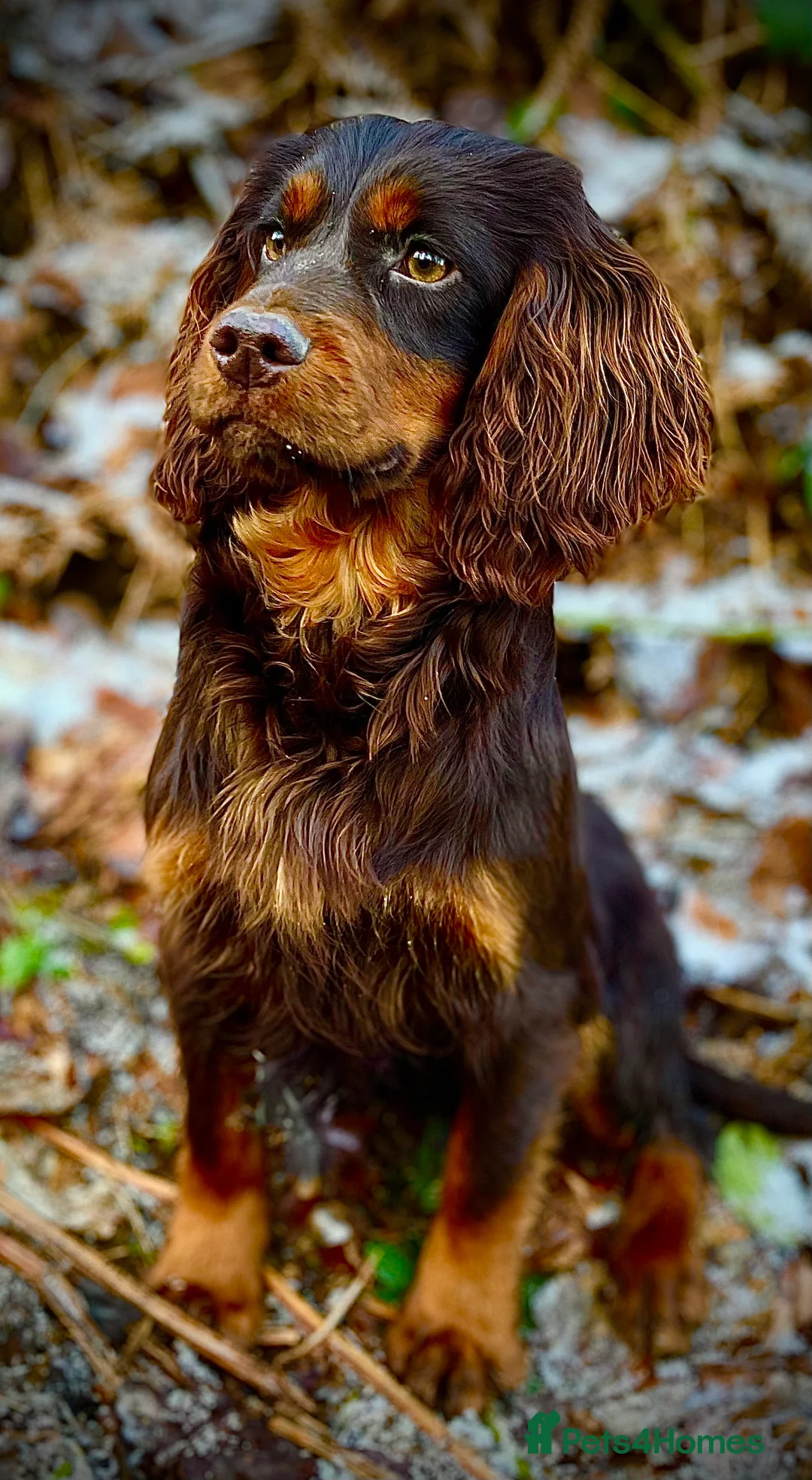 Cocker Spaniel dogs for stud: Small Health Tested KC liver and tan Cocker Stud in Harrogate - Advert 3
