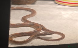 Corn Snake reptiles for sale: 1x Male Corn Snake & 1x Female Corn Snake - Image 1