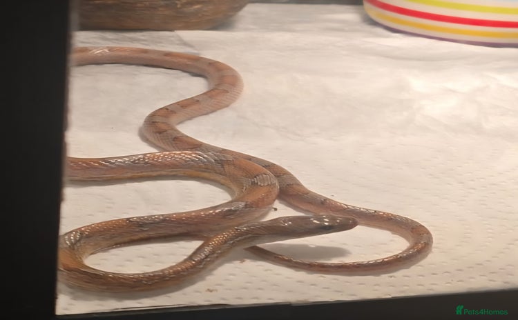 Corn Snake reptiles - Advert 4