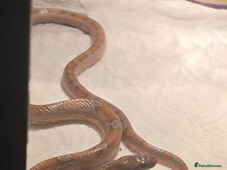 Corn Snake reptiles 1x Male Corn Snake & 1x Female Corn Snake - Advert 4