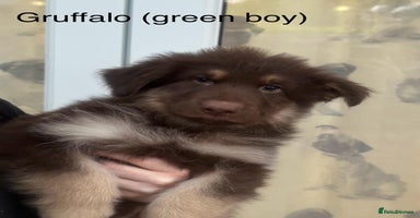 German Shepherd dogs - Advert 7