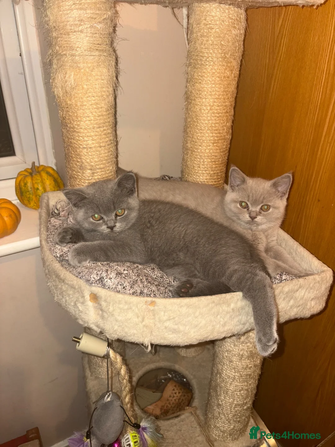 British Shorthair cats for sale: British Short Hair Blue and Lilac Adorable Kittens - Advert 2