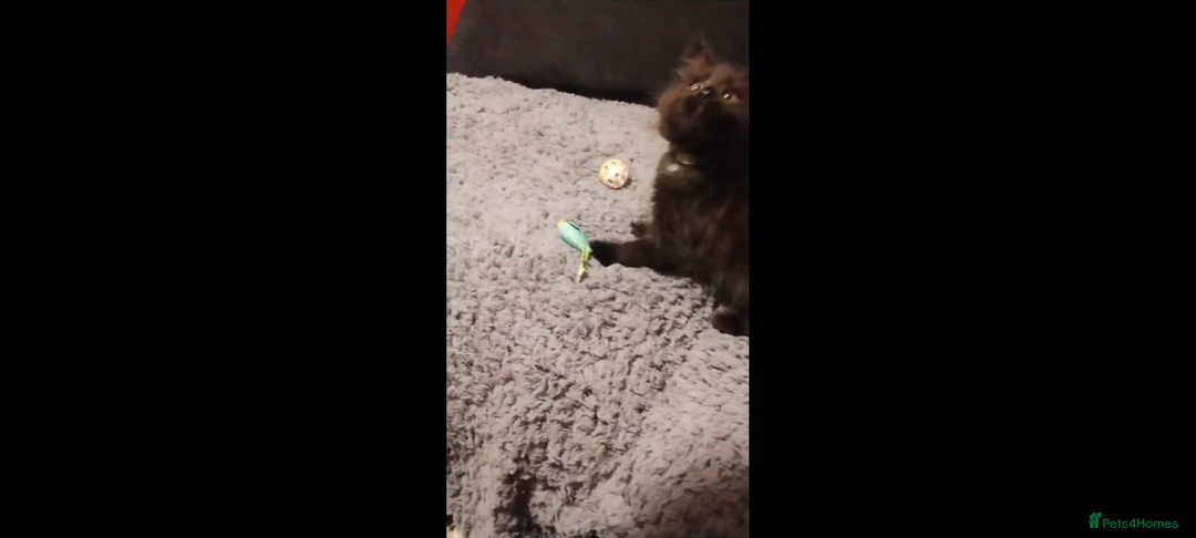 Maine Coon cats for sale: Adorable Maine Coon kittens in Manchester  - Advert 17