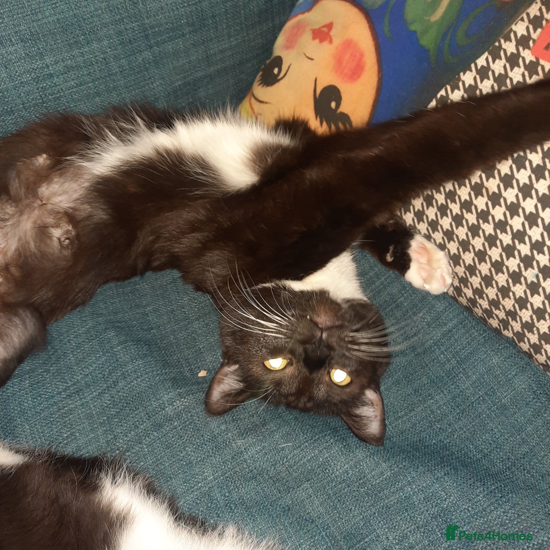 European cats for sale: Lovely kitten - Image 3
