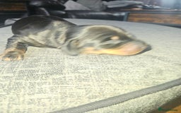 Dachshund dogs for sale: 3/4 Dachsunds  - Image 36