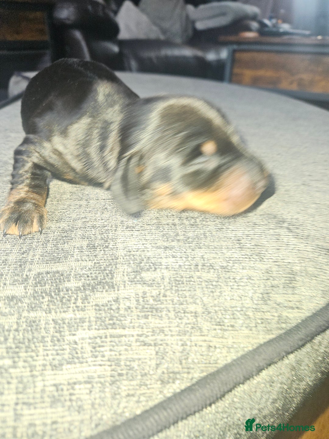 Dachshund dogs for sale: 3/4 Dachsunds  - Image 36
