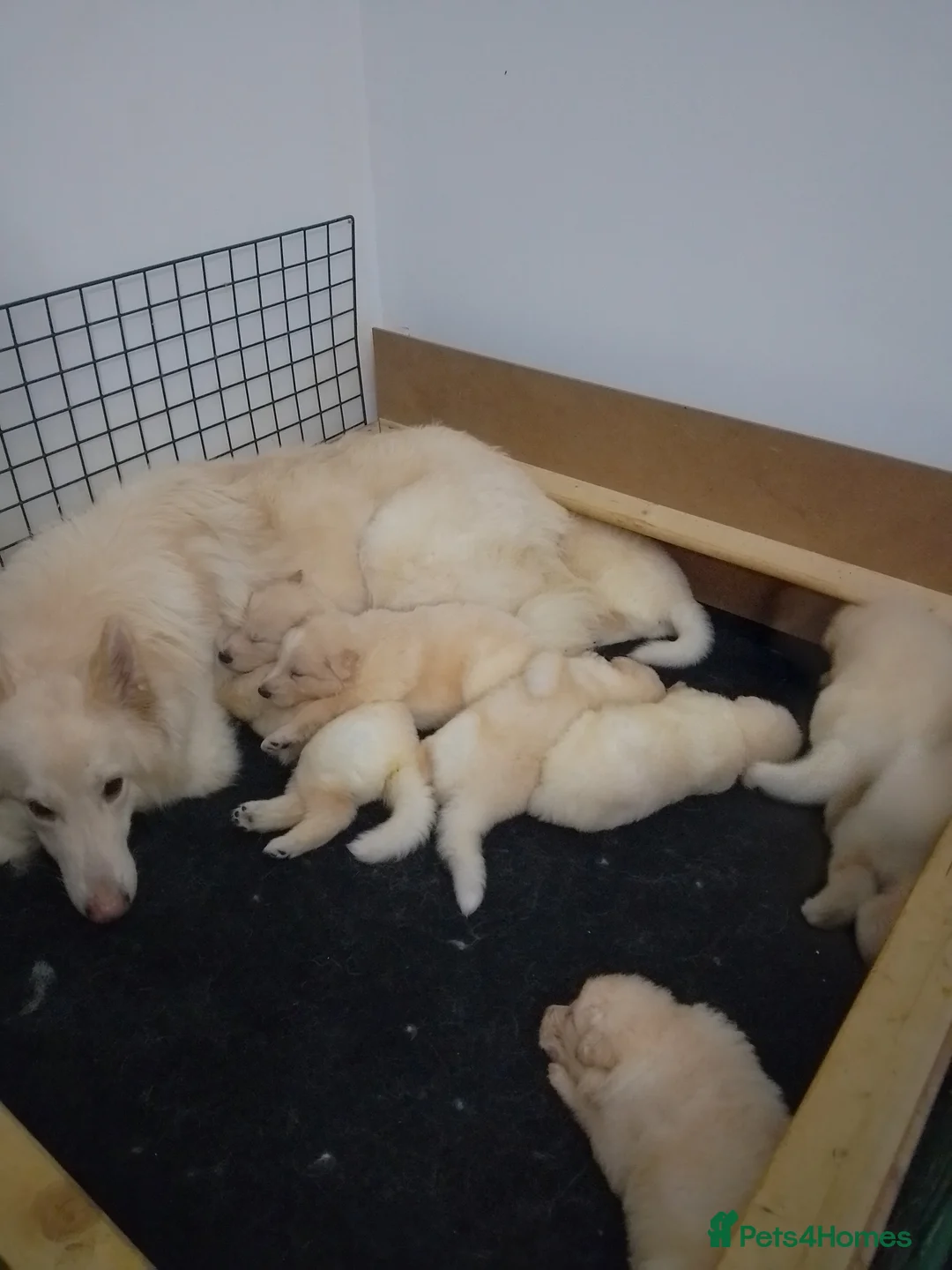 German Shepherd dogs for sale: White long coat straight back German Shepherd pups - Advert 22