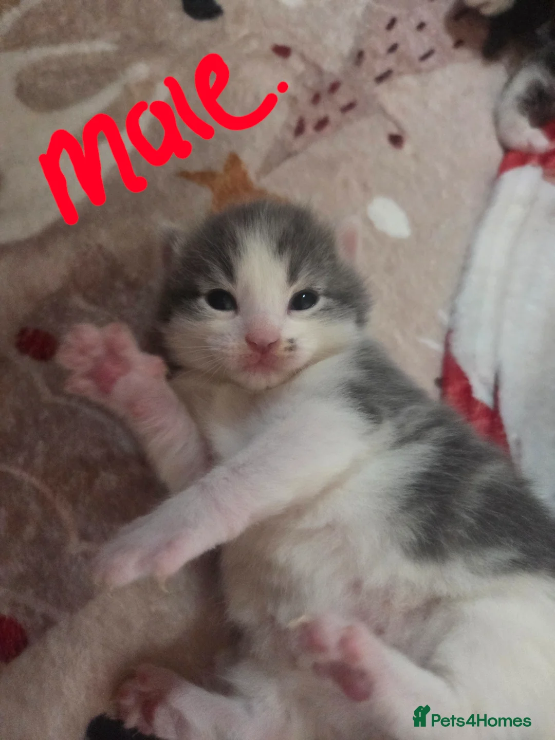 Mixed Breed cats for sale: Beautiful fluffy kittens for sale  - Advert 2