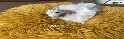 Guinea Pig rodents for sale: Gorgeous baby Guinea Pigs - Advert 2