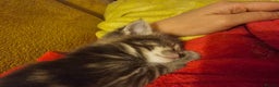 Mixed Breed cats for sale: Part Maine Coon - Advert 25