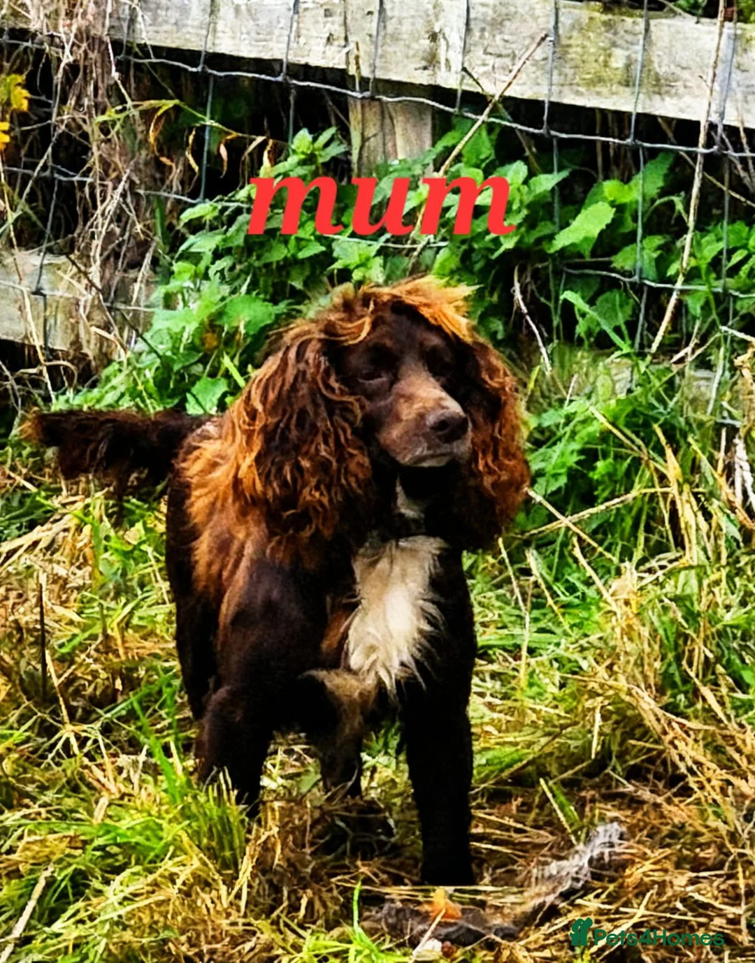 Cocker Spaniel dogs for sale: A stunning litter of cocker spaniels pups  - Advert 4