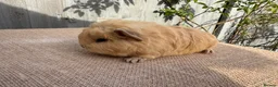 Guinea Pig rodents for sale: Beautiful boars  - Advert 10