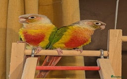 Conures birds for sale: Pineapple conures looking for new home.  - Image 2