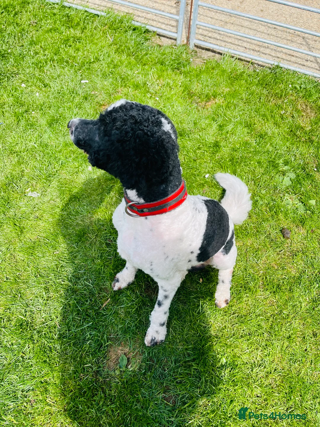 Standard Poodle dogs for stud: Standard party poodle in Marlborough - Advert 32
