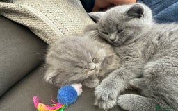 British Shorthair cats for sale: Gorgeous teddy BHS kitties from GCCF parents  - Image 3