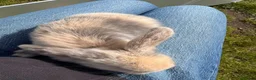 Mini Lop rabbits for sale: Adorable mini lops 💖🩵 - Advert 9