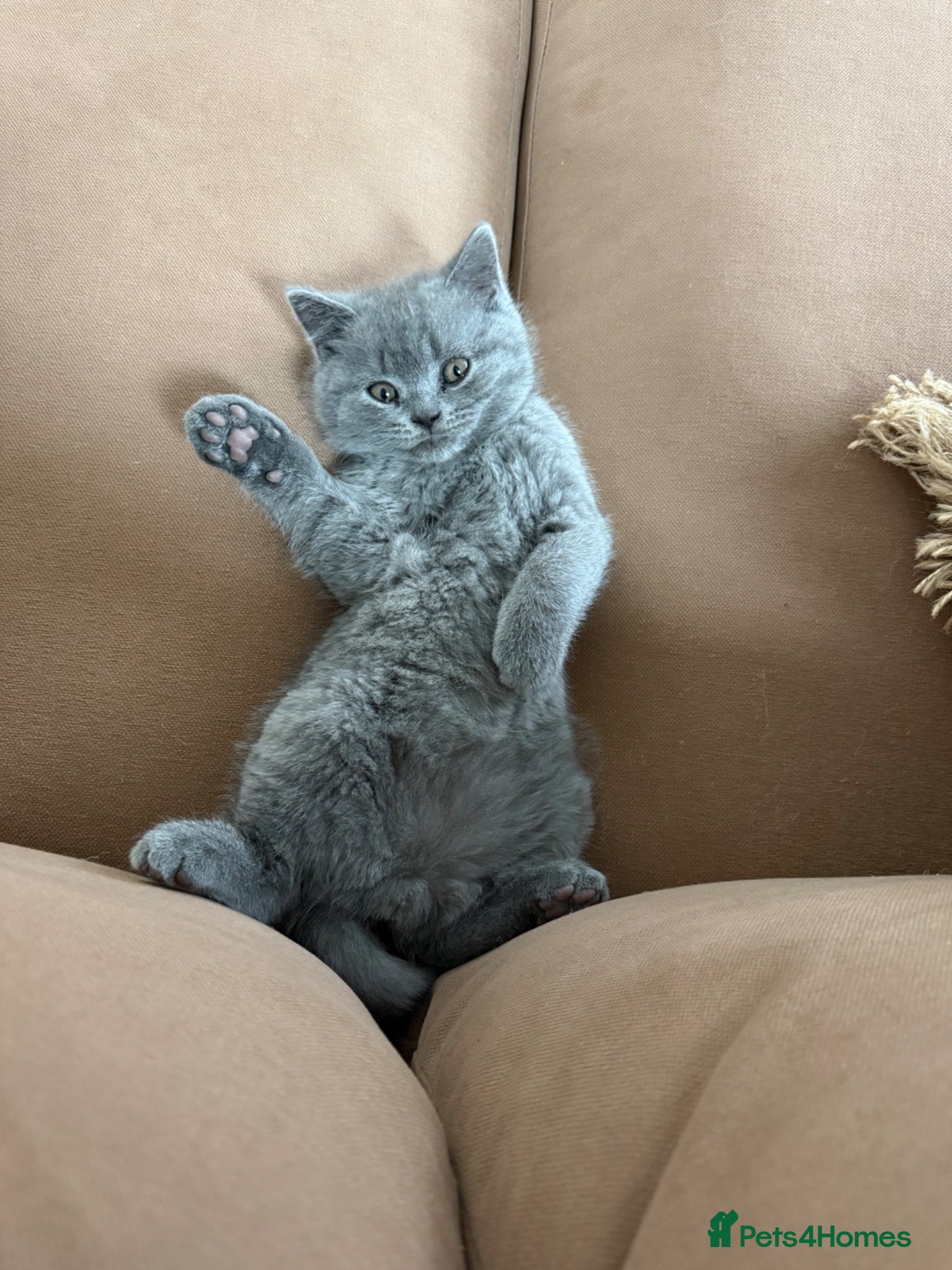 British Shorthair cats Affectionate male British Shorthair kitten  - Advert 3