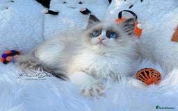 Ragdoll cats for sale: 🌸 GCCF Registered 🌸Exceptional Pedigree Ragdolls - Image 2