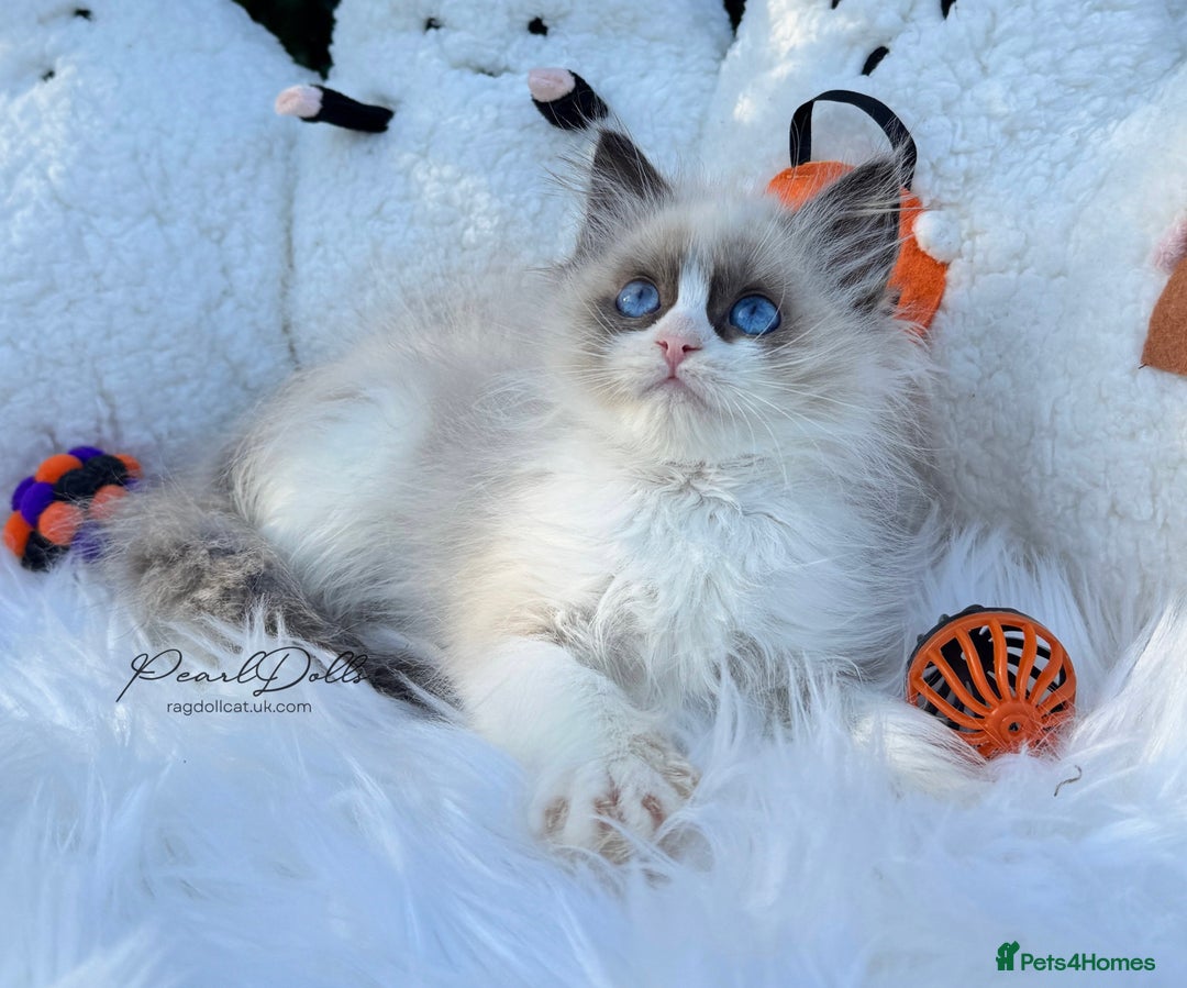 Ragdoll cats for sale: 🌸 GCCF Registered 🌸Exceptional Pedigree Ragdolls - Image 2