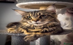 Maine Coon cats for sale: Adult mainecoon female 5 years old needs new home  - Image 7