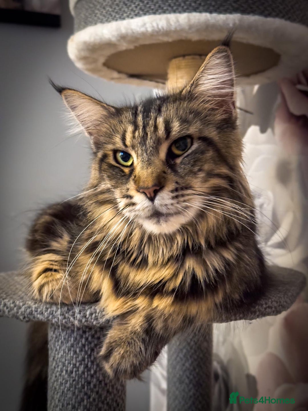 Maine Coon cats for sale: Adult mainecoon female 5 years old needs new home  - Image 7