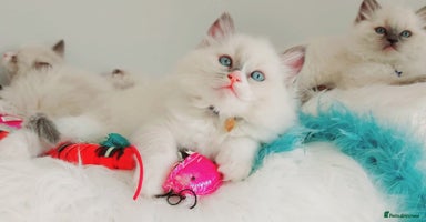 Ragdoll cats - Advert 3
