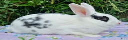 Mixed Breed rabbits for sale: Still Available - 4 Month old Baby Girl Bunny - Advert 9