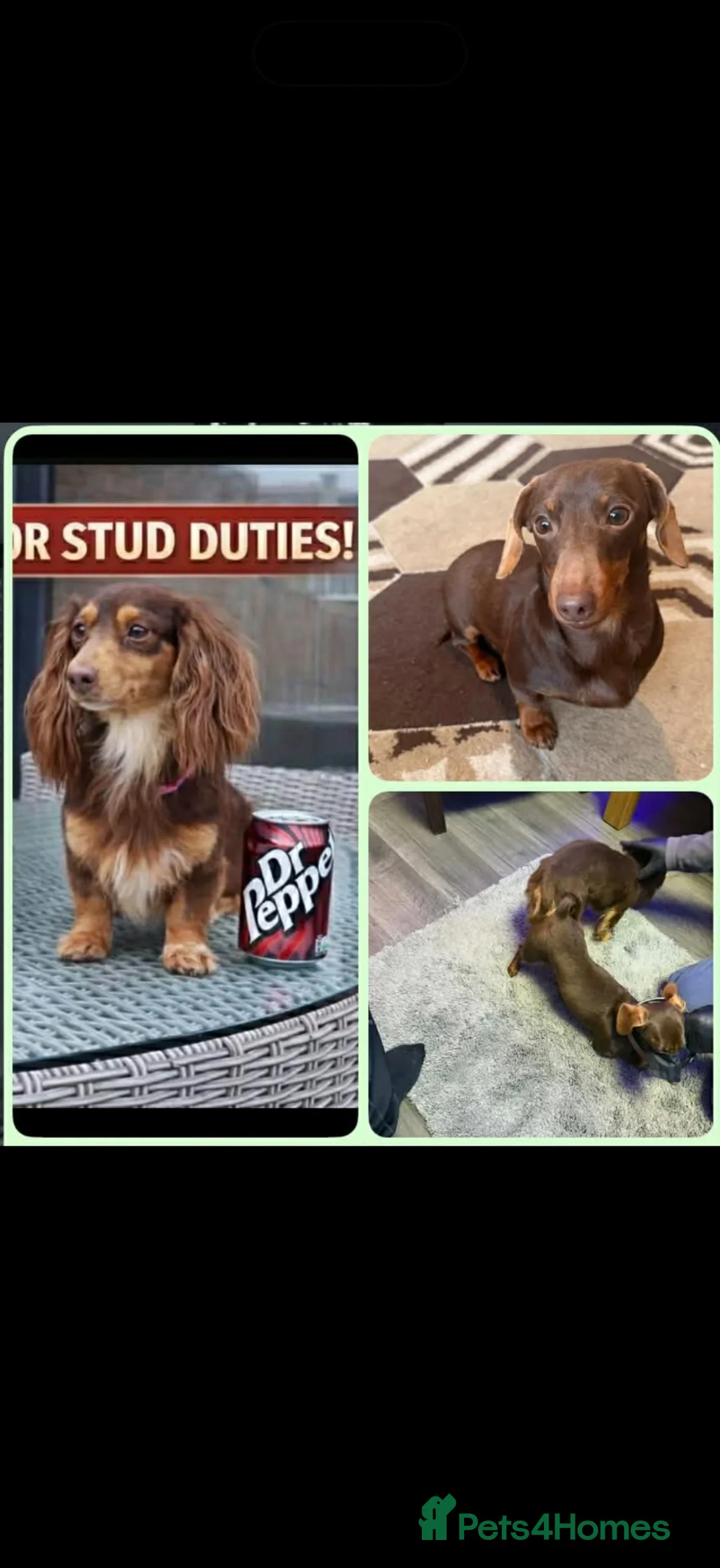Dachshund dogs for sale: Choc and tan boy in Tilbury - Advert 2