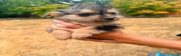 Mixed Breed dogs for sale: Foodles ready to leave flr the perfect 4ever home - Advert 10