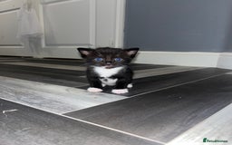 Russian Blue cats for sale: 4 beautiful Russian blue mix  - Image 8