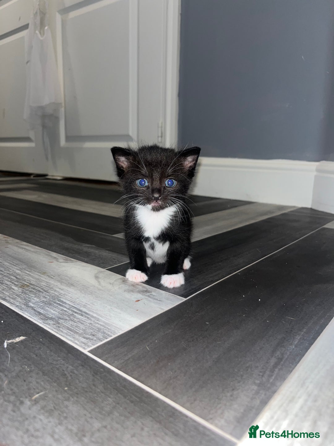 Russian Blue cats for sale: 4 beautiful Russian blue mix  - Image 8