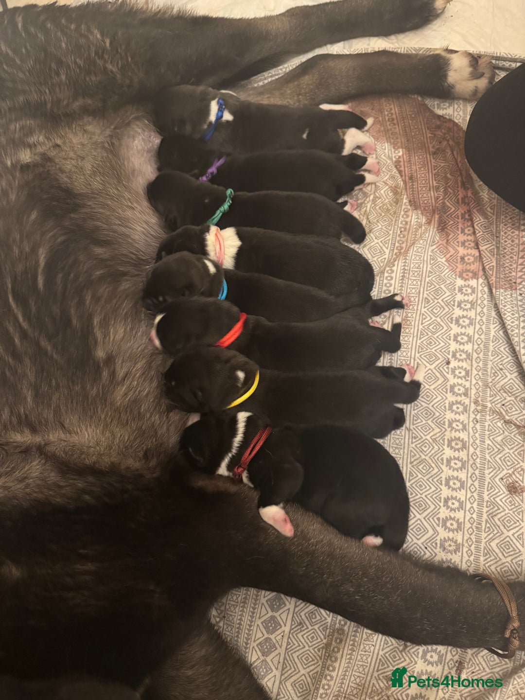 Akita dogs for sale: Black Mask American Akita Puppies - Advert 3