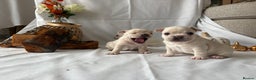 French Bulldog dogs for sale: French Bulldog Puppies – 3 Boys Available - Advert 3