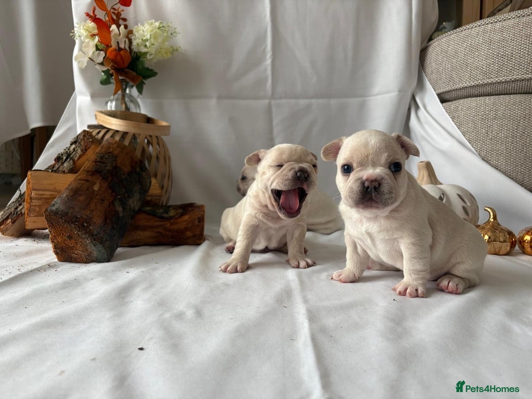 French Bulldog dogs for sale: French Bulldog Puppies – 3 Boys Available - Advert 3