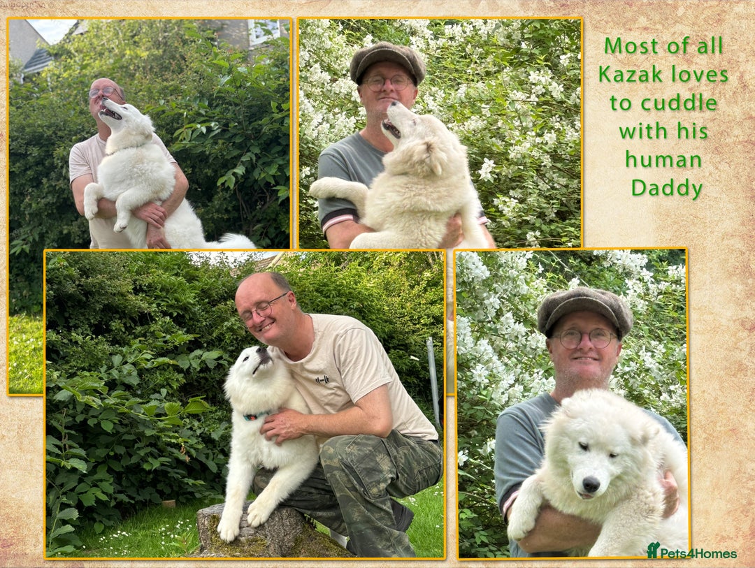 Samoyed dogs for sale: Extraordinary KC Reg, Champ Bloodline Samoyed - Image 4