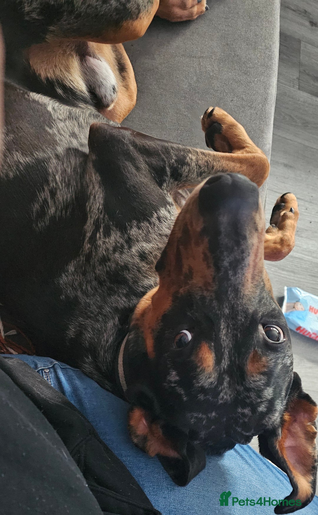 Mixed Breed dogs for sale: Beautiful male doberman  - Advert 8