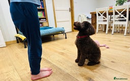 Labradoodle dogs for sale:  Mini toy labradoodle needing a new home  - Image 22