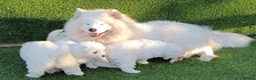 Samoyed dogs for sale: cbcxvcvz Healthy top Samoyed pups to go in Halesowen - Advert 6
