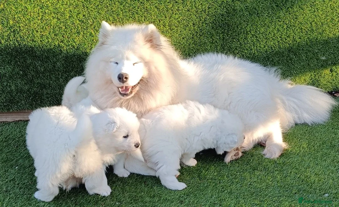 Samoyed dogs for sale: cbcxvcvz Healthy top Samoyed pups to go in Halesowen - Advert 6