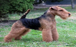 Welsh Terrier dogs for sale: Beautiful Champion Lines KC Welsh Terrier Puppies - Image 25