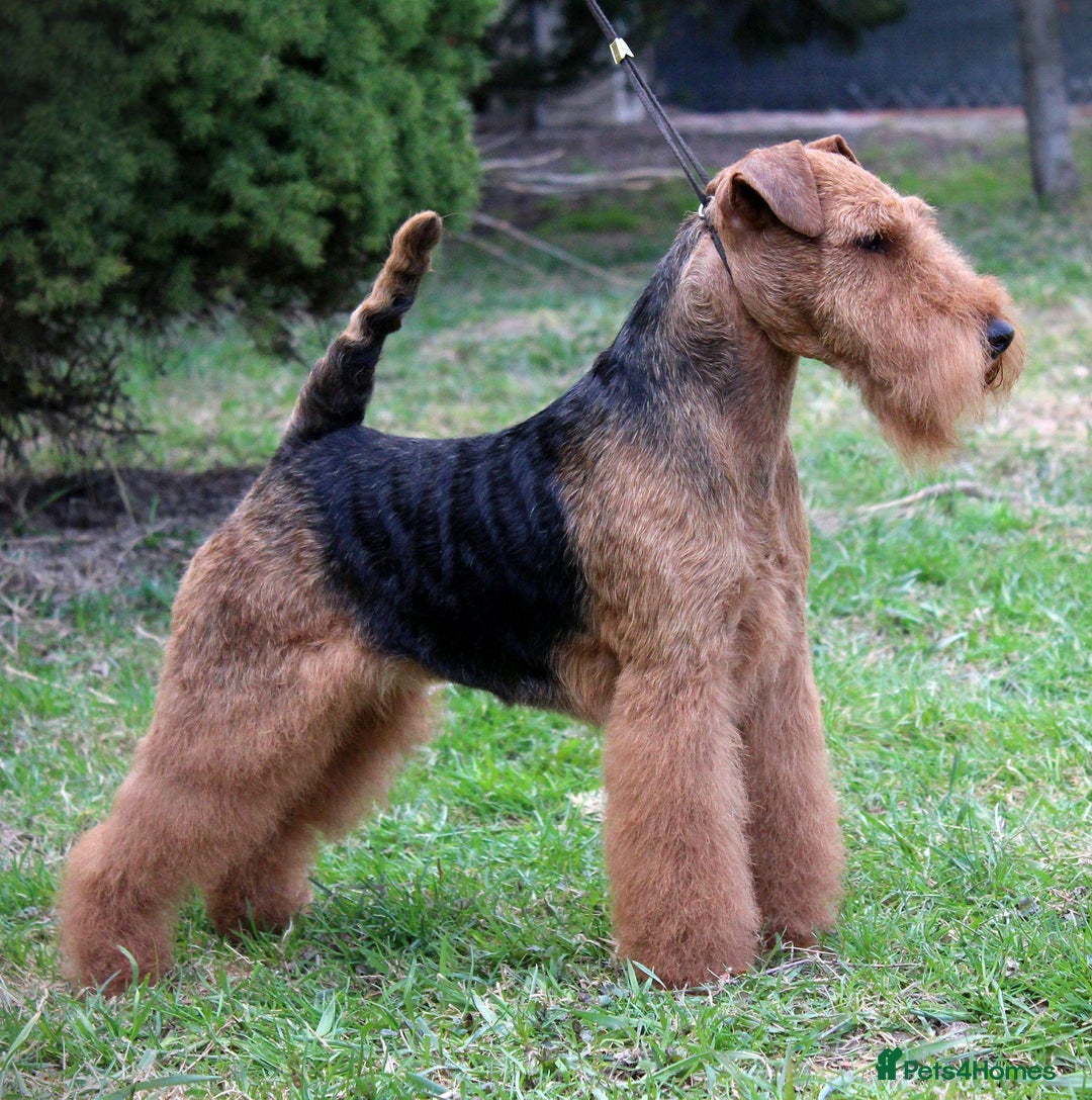 Welsh Terrier dogs for sale: Beautiful Champion Lines KC Welsh Terrier Puppies - Image 25